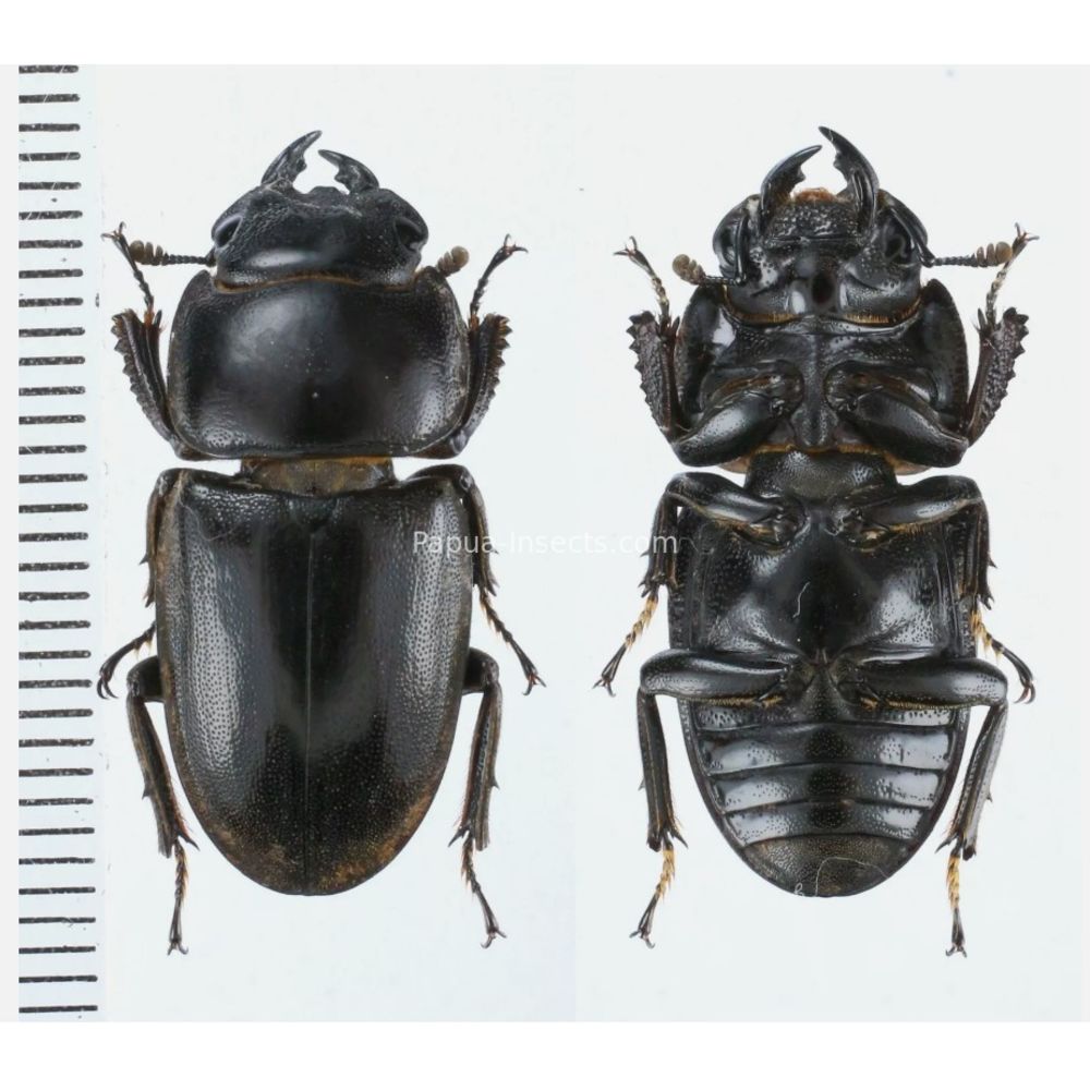 Prosopocoilus Dorcus Lucanidae from Arfak, Manokwari, West Papua, Indonesia