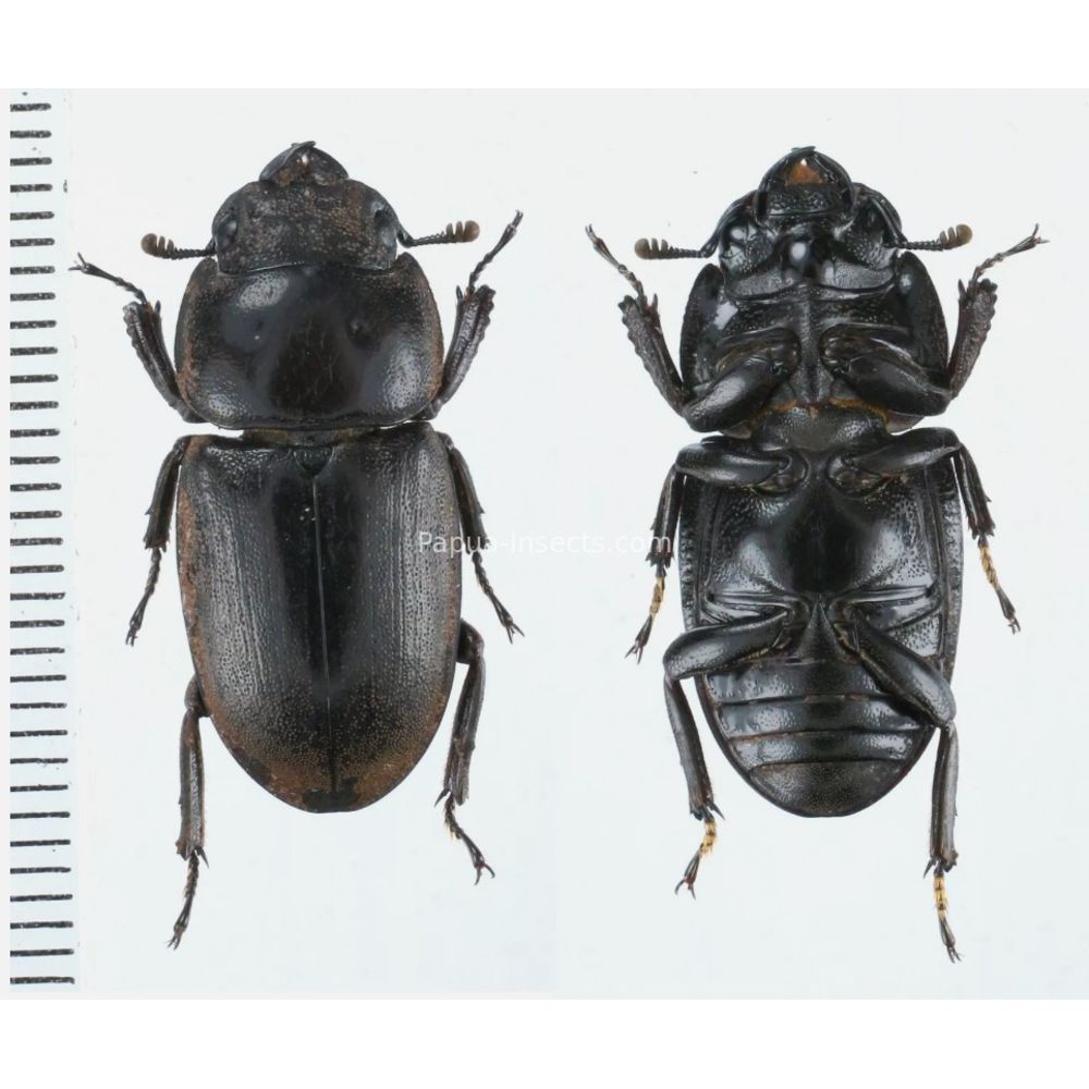 Prosopocoilus Dorcus Lucanidae from Arfak, Manokwari, West Papua, Indonesia