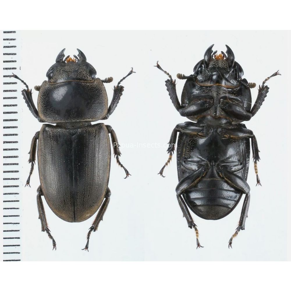 Prosopocoilus Dorcus Lucanidae from Arfak, Manokwari, West Papua, Indonesia