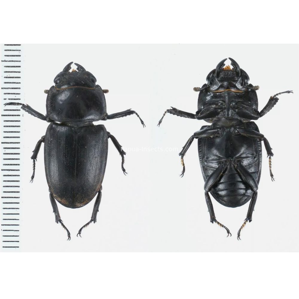 Prosopocoilus Dorcus Lucanidae from Arfak, Manokwari, West Papua, Indonesia