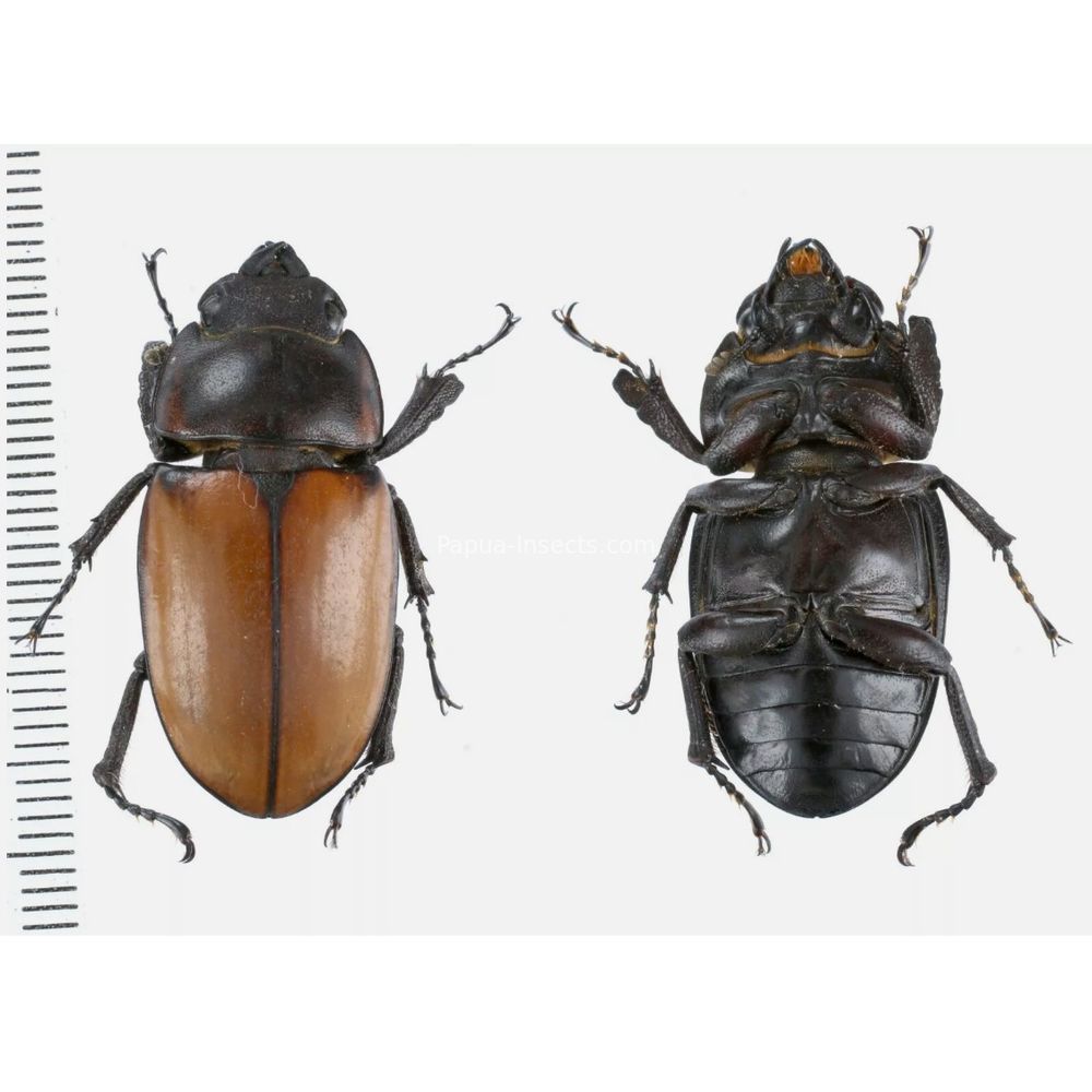 Prosopocoilus Dorcus Lucanidae from Arfak, Manokwari, West Papua, Indonesia