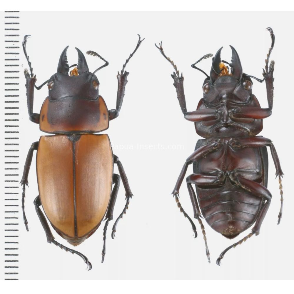 Prosopocoilus Dorcus Lucanidae from Arfak, Manokwari, West Papua, Indonesia