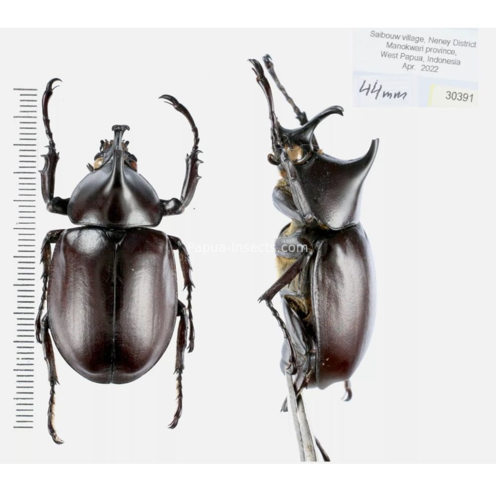 Xylotrupes Dynastinae from different island of Indonesia and Papua