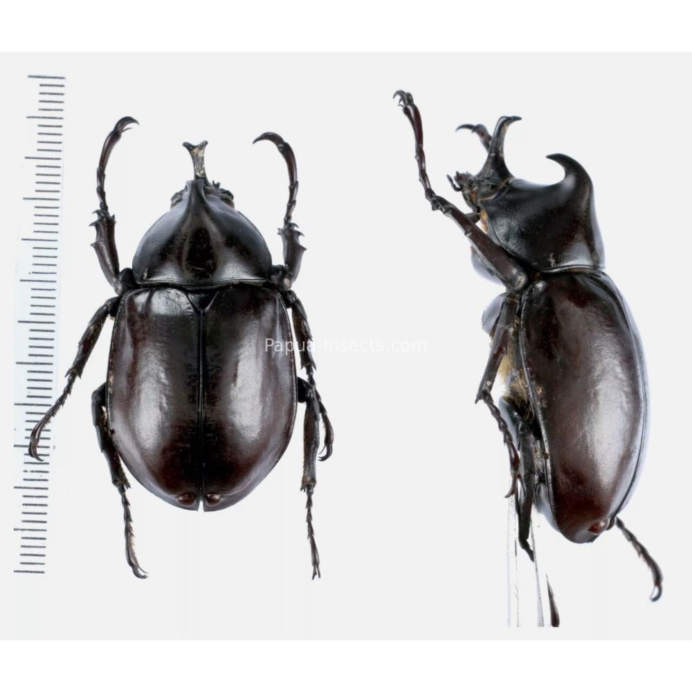 Xylotrupes Dynastinae from different island of Indonesia and Papua 44mm