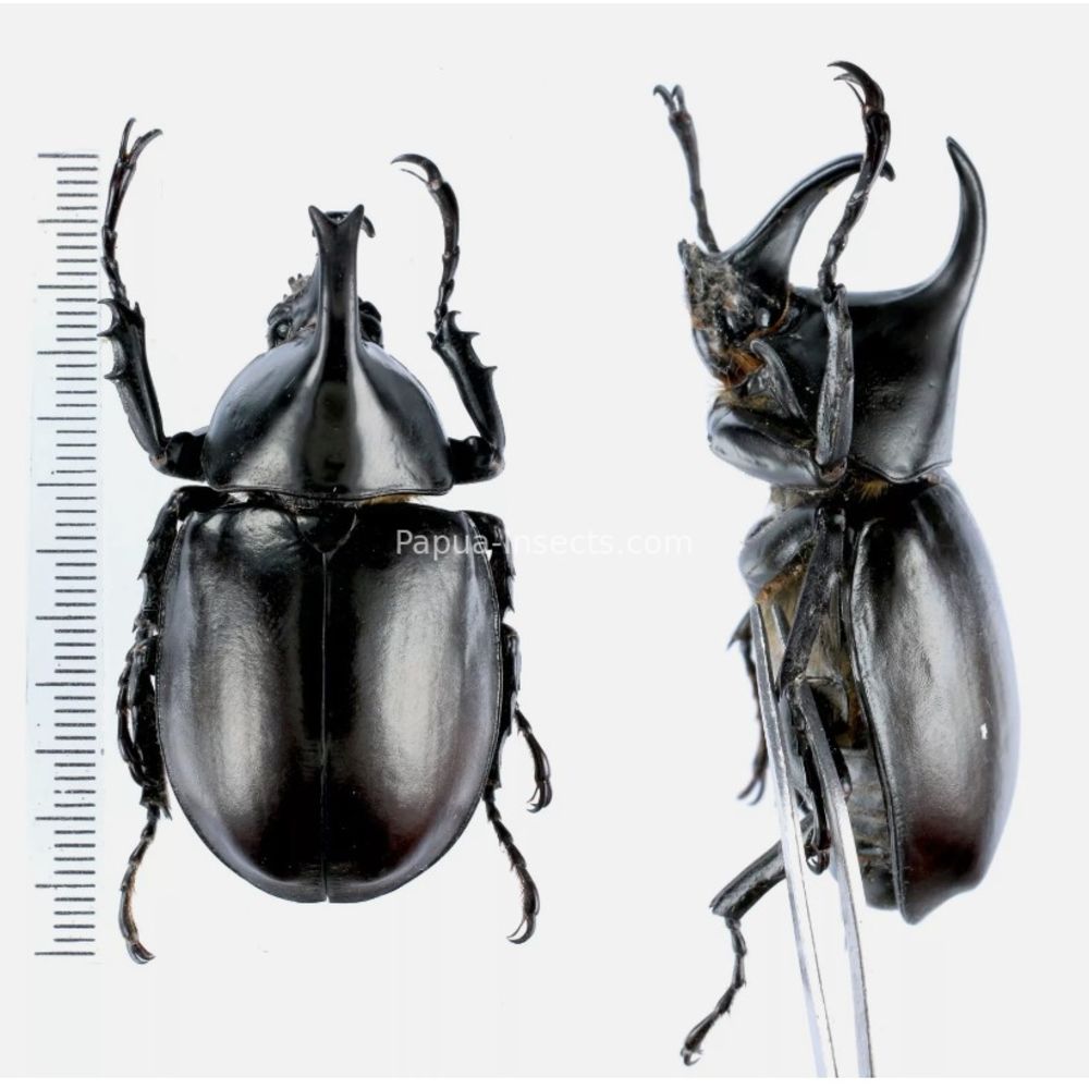 Xylotrupes Dynastinae from different island of Indonesia and Papua 49mm