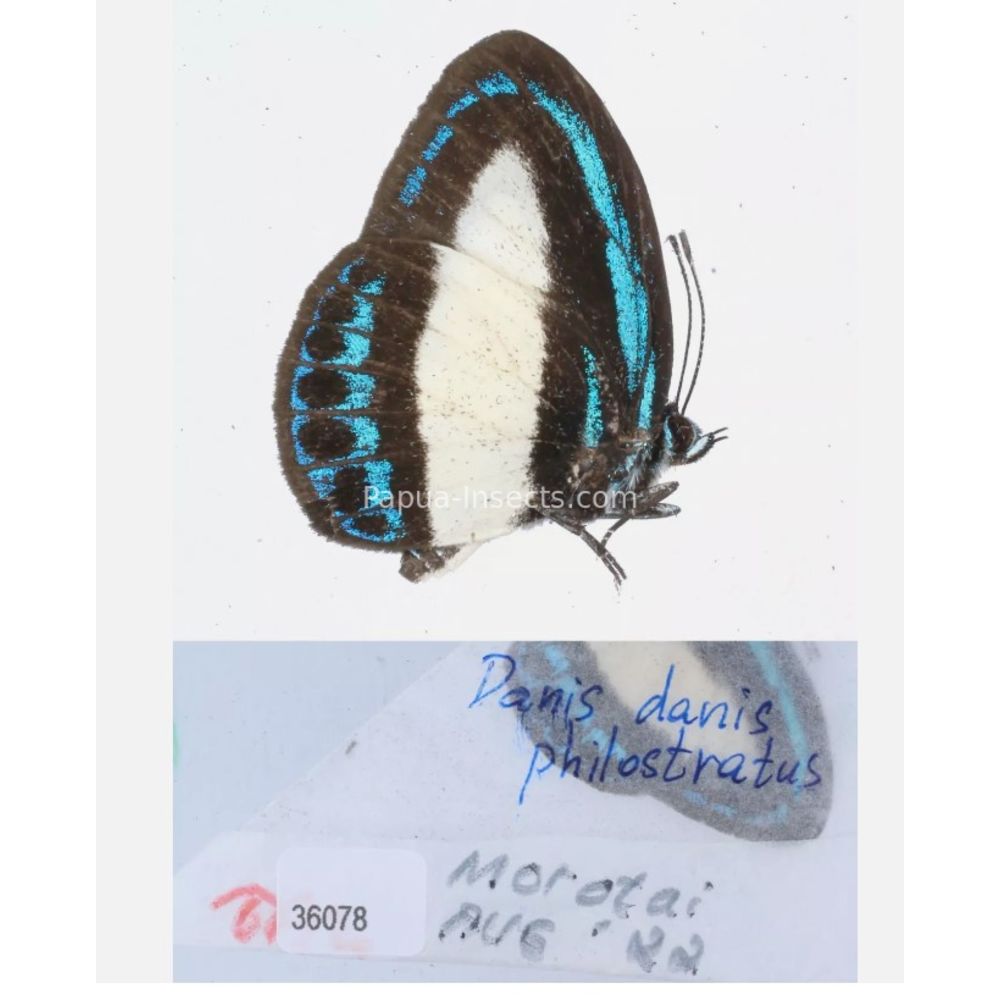 Danis sp. - Lycaenidae from different islands of Indonesia