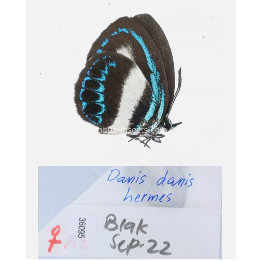 Danis sp. - Lycaenidae from different islands of Indonesia