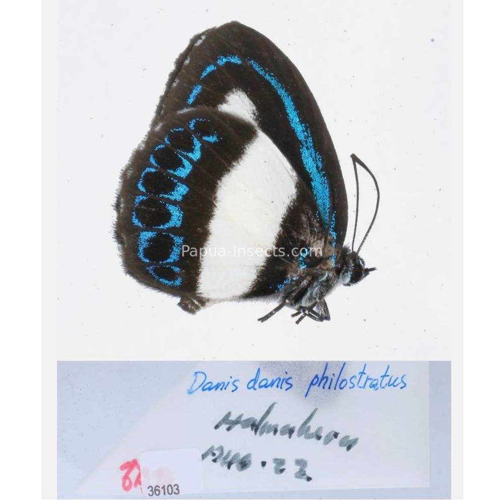 Danis sp. - Lycaenidae from different islands of Indonesia