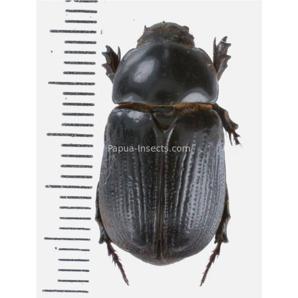 Papuana sp. - Dynastinae from Kainantu, Papua New Guinea, PNG