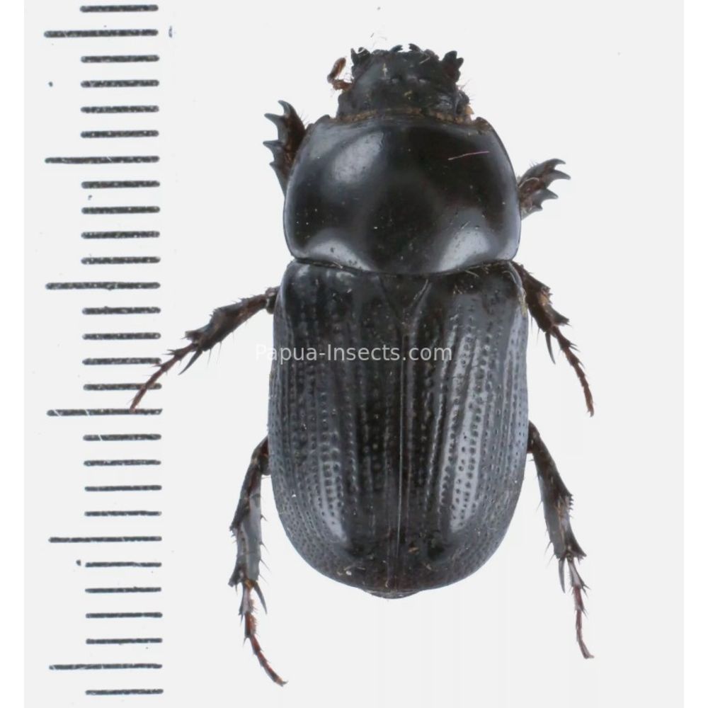 Papuana sp. - Dynastinae from Kainantu, Papua New Guinea, PNG