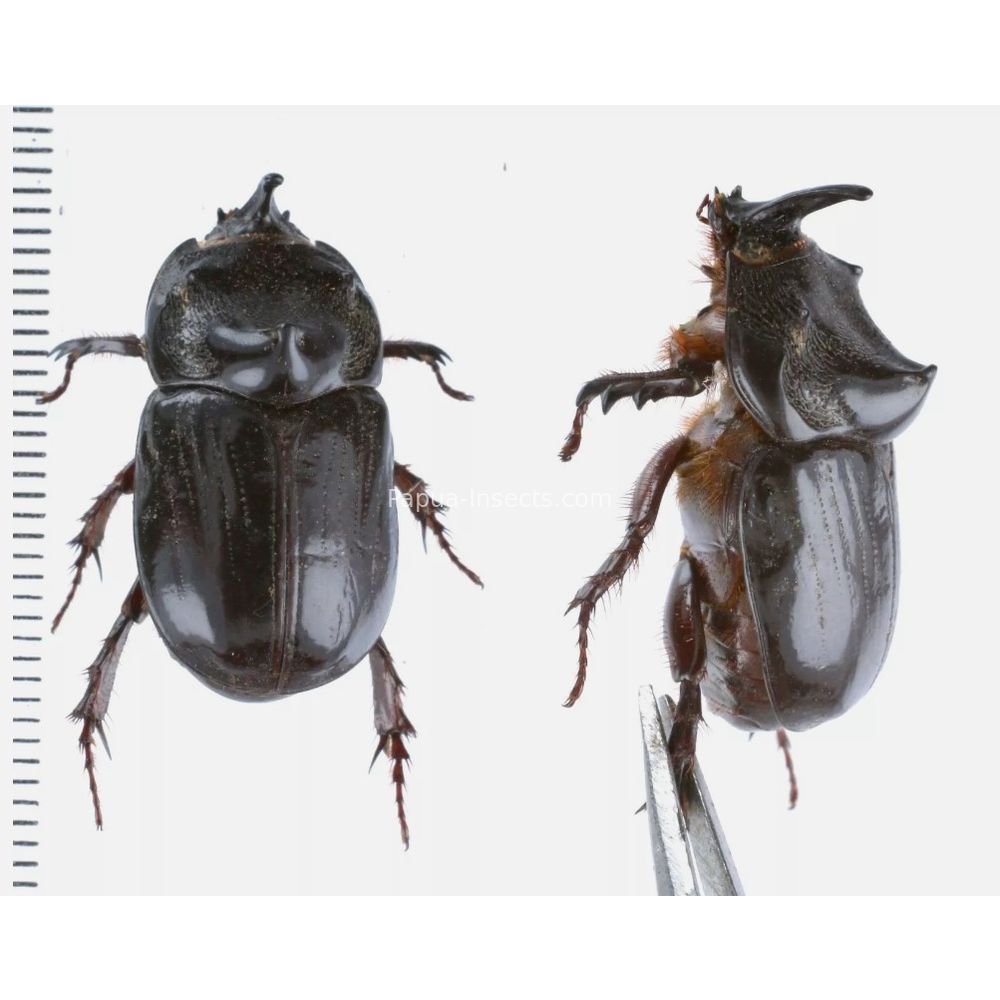 Papuana sp. - Dynastinae from Kainantu, Papua New Guinea, PNG