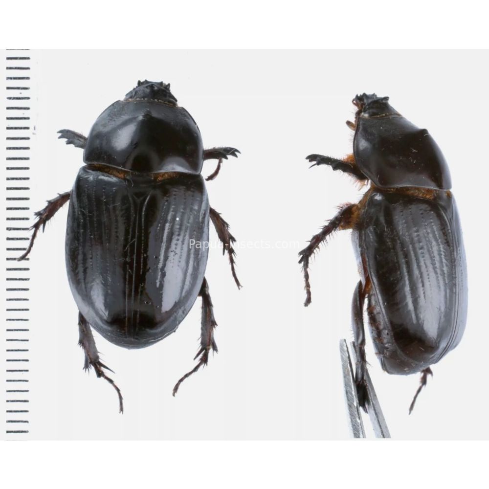 Papuana sp. - Dynastinae from Kainantu, Papua New Guinea, PNG