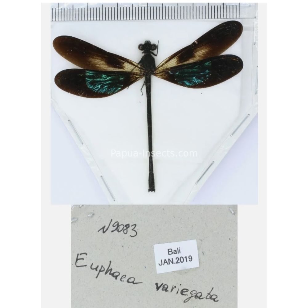 Odonata - Dragonfly from different islads of Indonesia