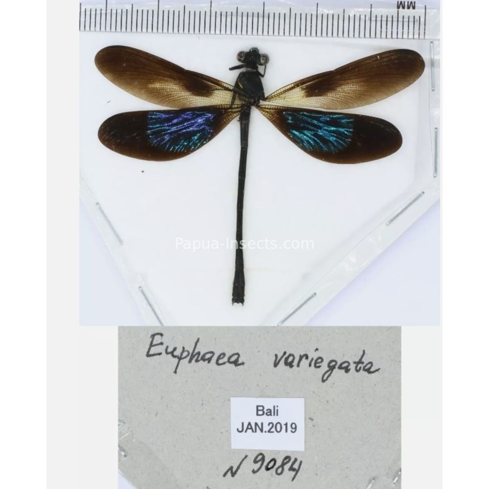 Odonata - Dragonfly from different islads of Indonesia