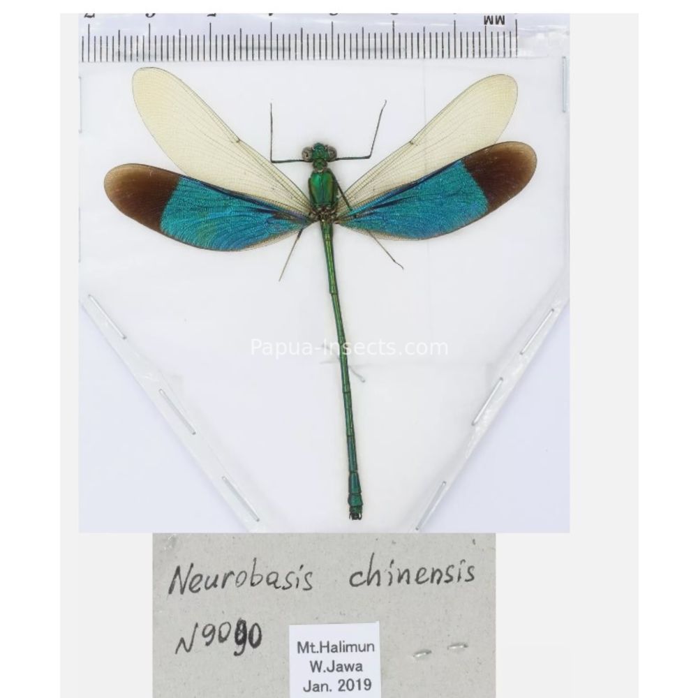 Odonata - Dragonfly from different islads of Indonesia