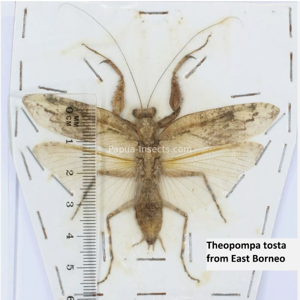 Mantis - Mantodea from different islads of Indonesia