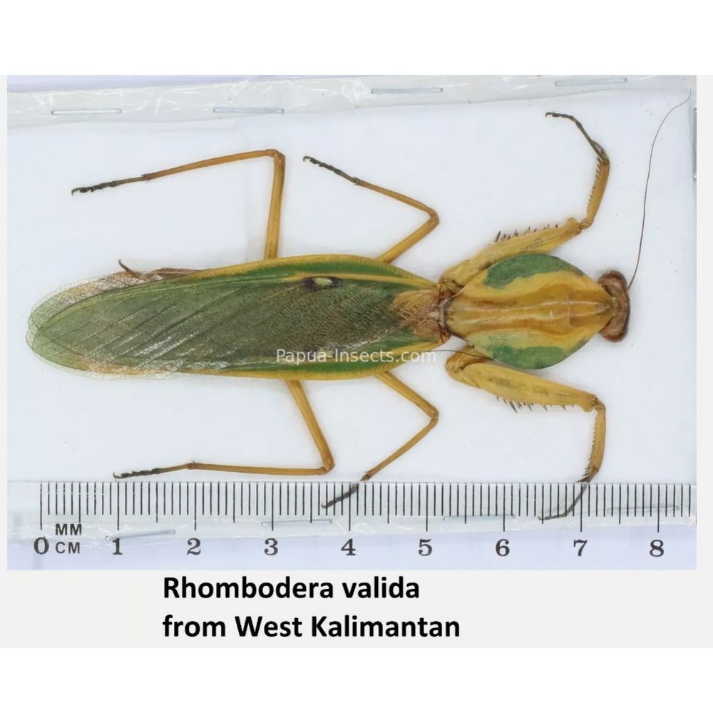 Mantis - Mantodea from different islads of Indonesia