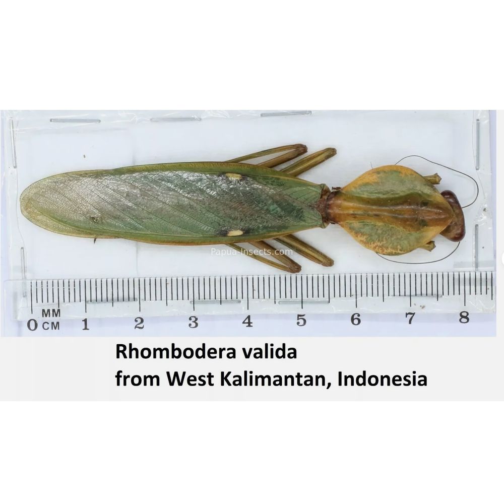 Mantis - Mantodea from different islads of Indonesia