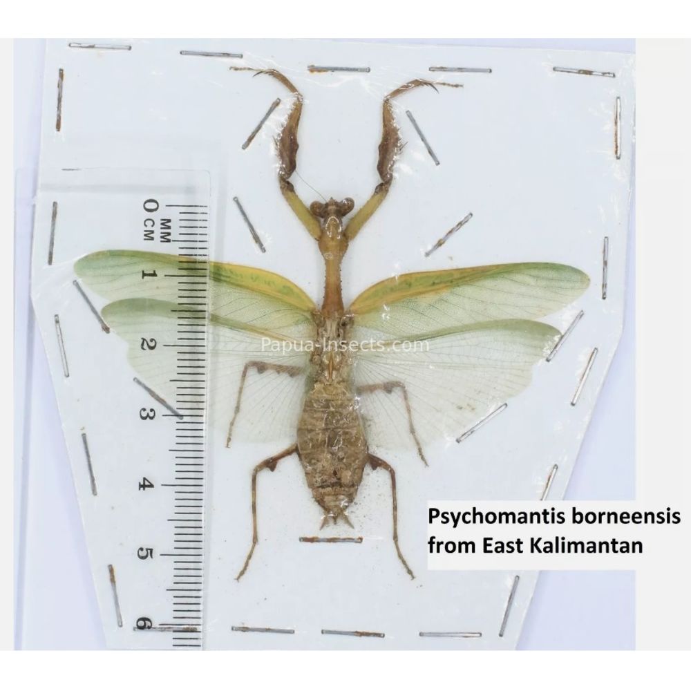 Mantis - Mantodea from different islads of Indonesia