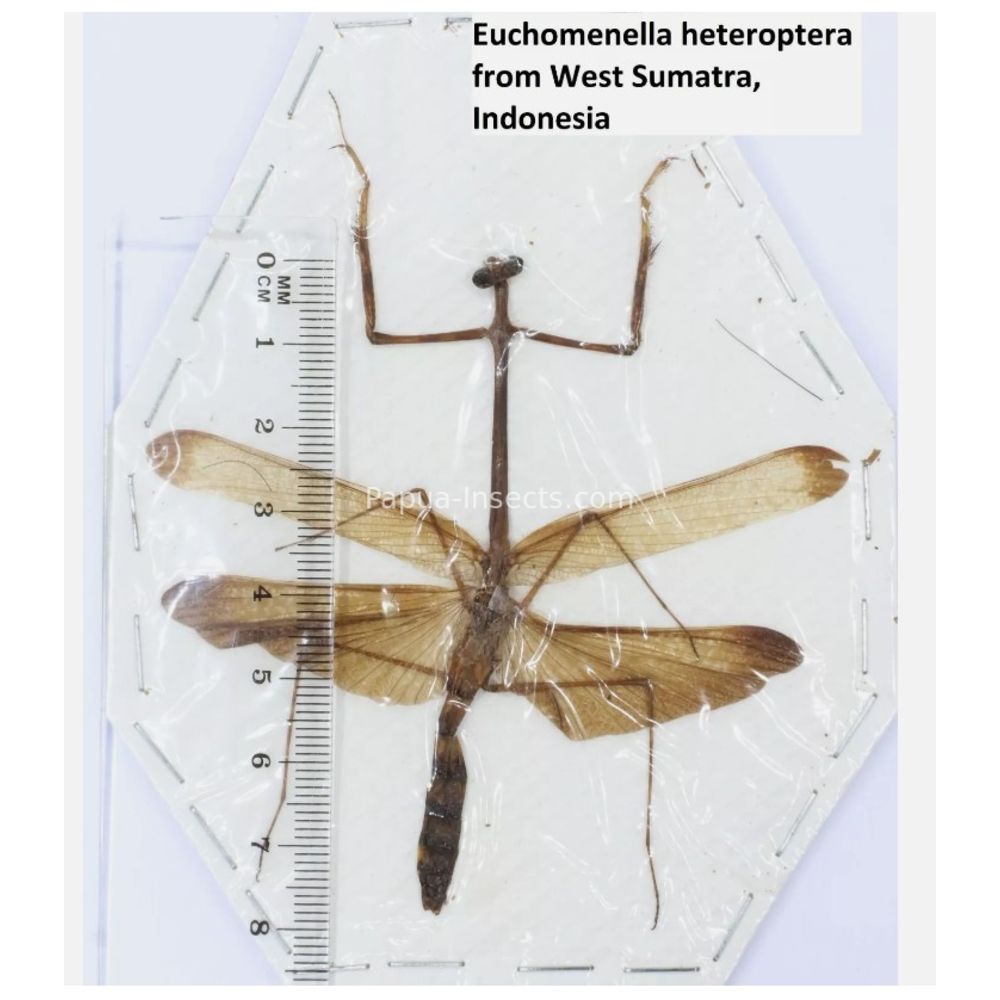 Mantis - Mantodea from different islads of Indonesia