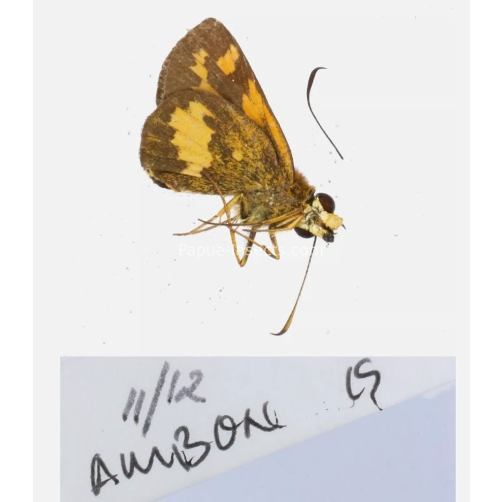 Hesperiidae - Hesperiinae sp. from different islads of Indonesia