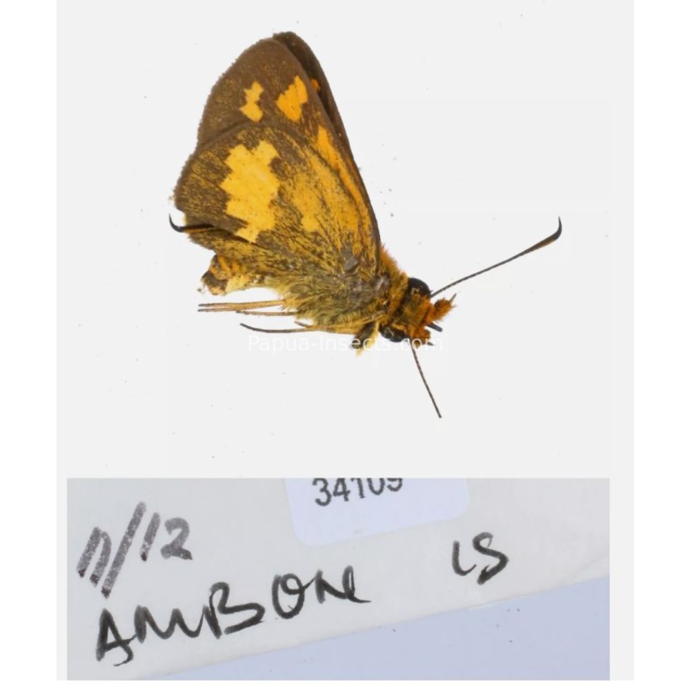 Hesperiidae - Hesperiinae sp. from different islads of Indonesia