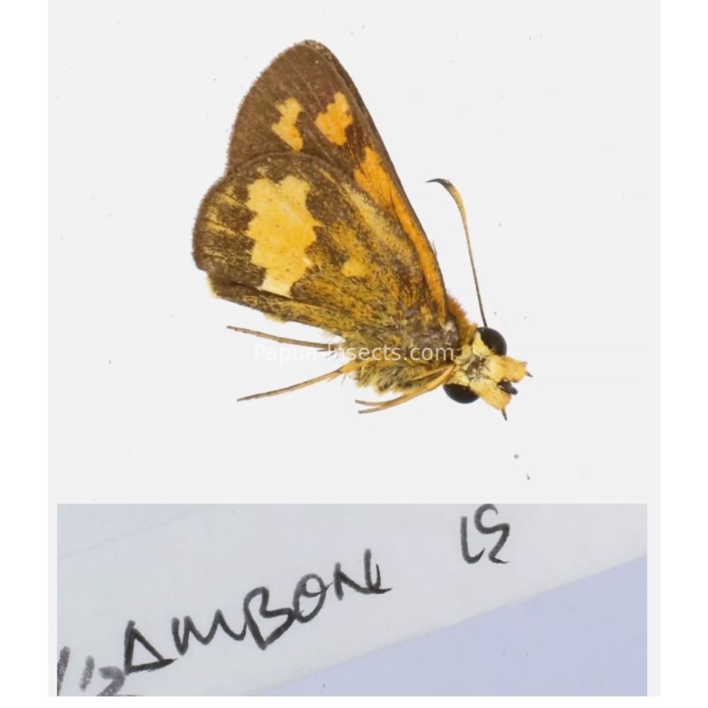 Hesperiidae - Hesperiinae sp. from different islads of Indonesia