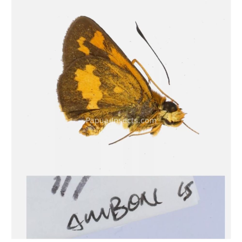 Hesperiidae - Hesperiinae sp. from different islads of Indonesia