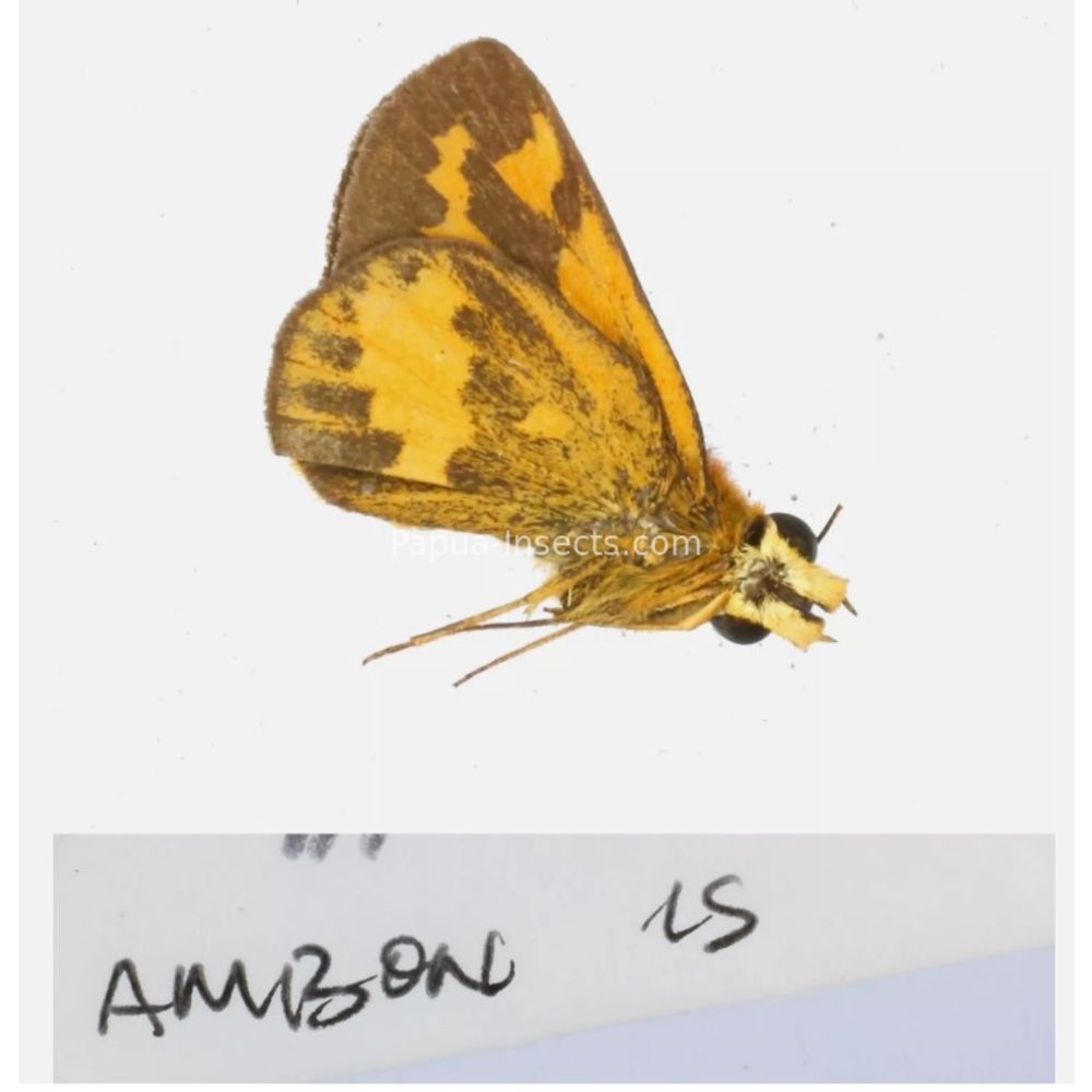 Hesperiidae - Hesperiinae sp. from different islads of Indonesia