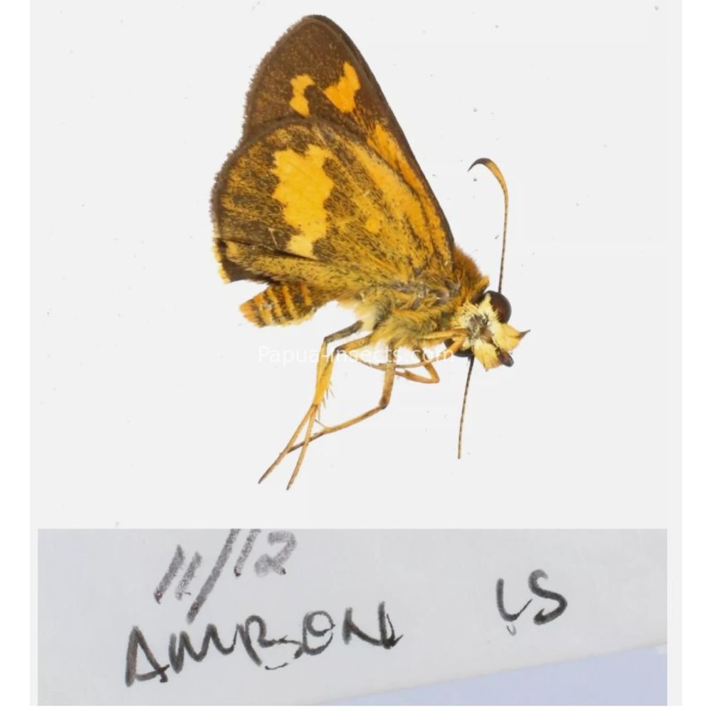 Hesperiidae - Hesperiinae sp. from different islads of Indonesia