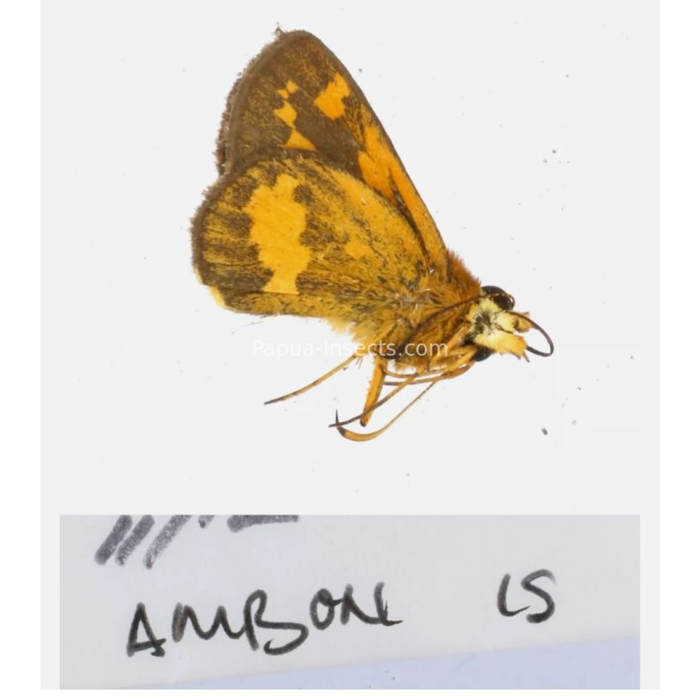 Hesperiidae - Hesperiinae sp. from different islads of Indonesia