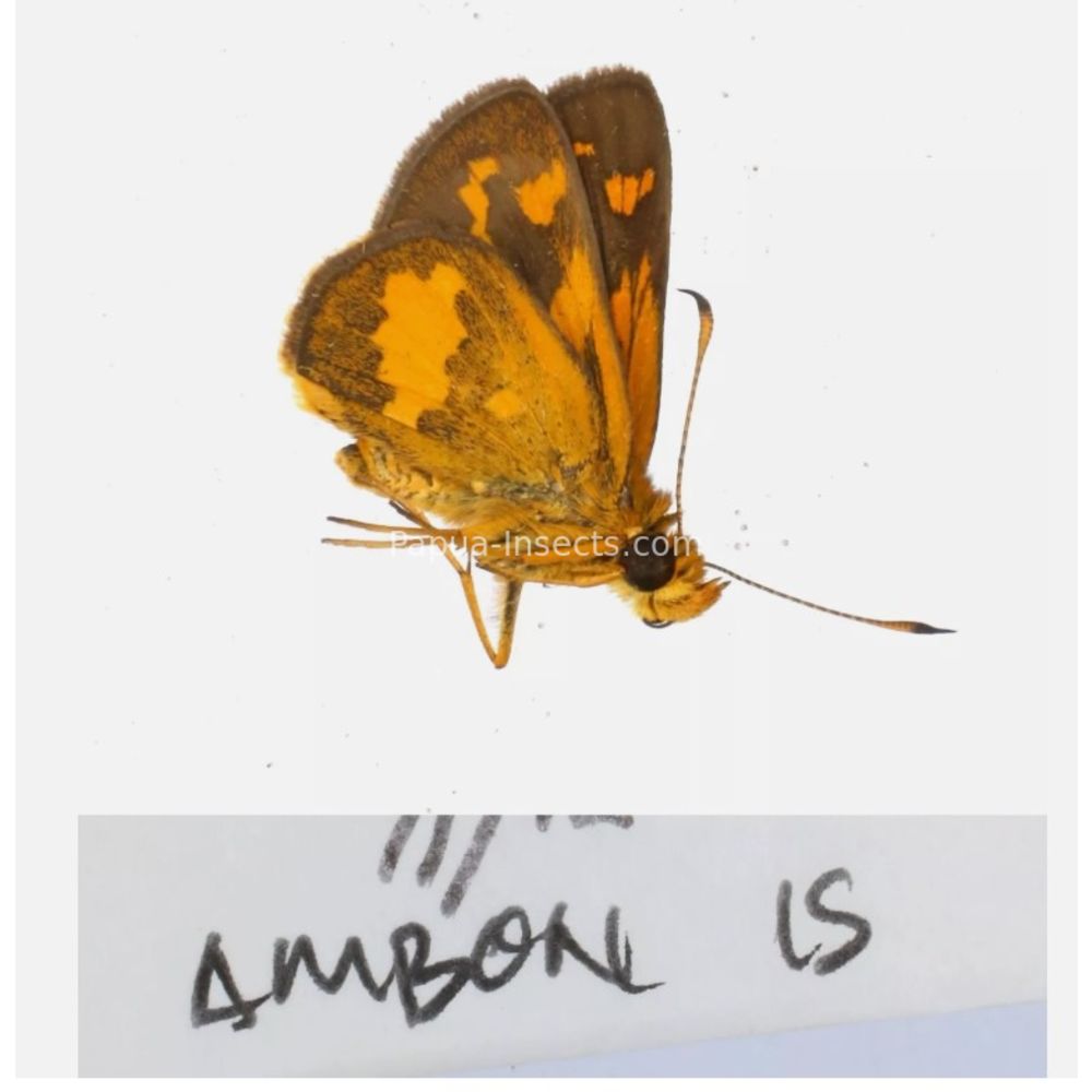 Hesperiidae - Hesperiinae sp. from different islads of Indonesia