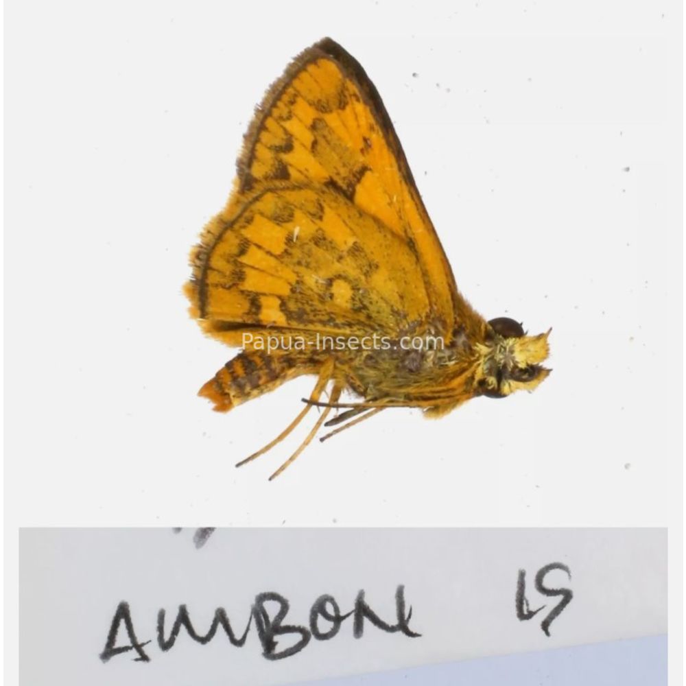 Hesperiidae - Hesperiinae sp. from different islads of Indonesia