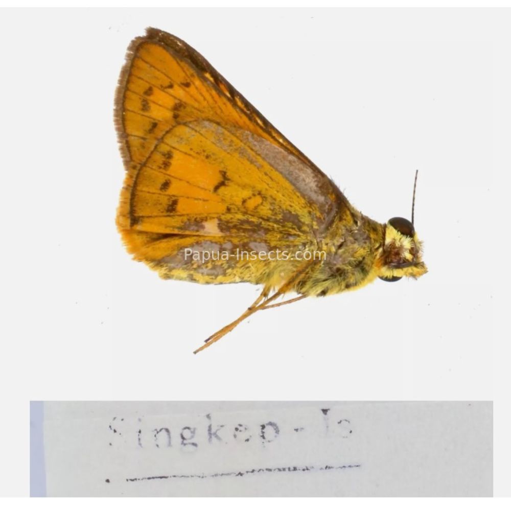 Hesperiidae - Hesperiinae sp. from different islads of Indonesia