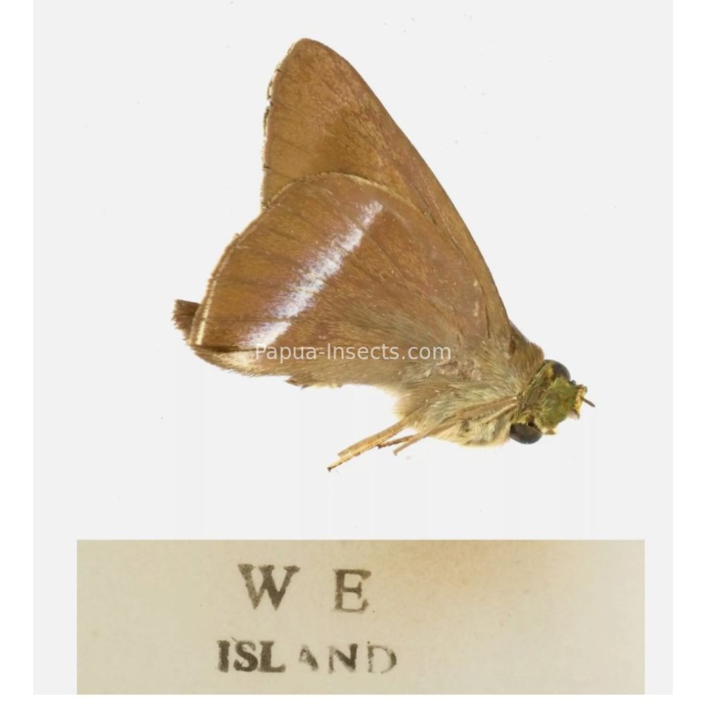 Hesperiidae - Hesperiinae sp. from different islads of Indonesia