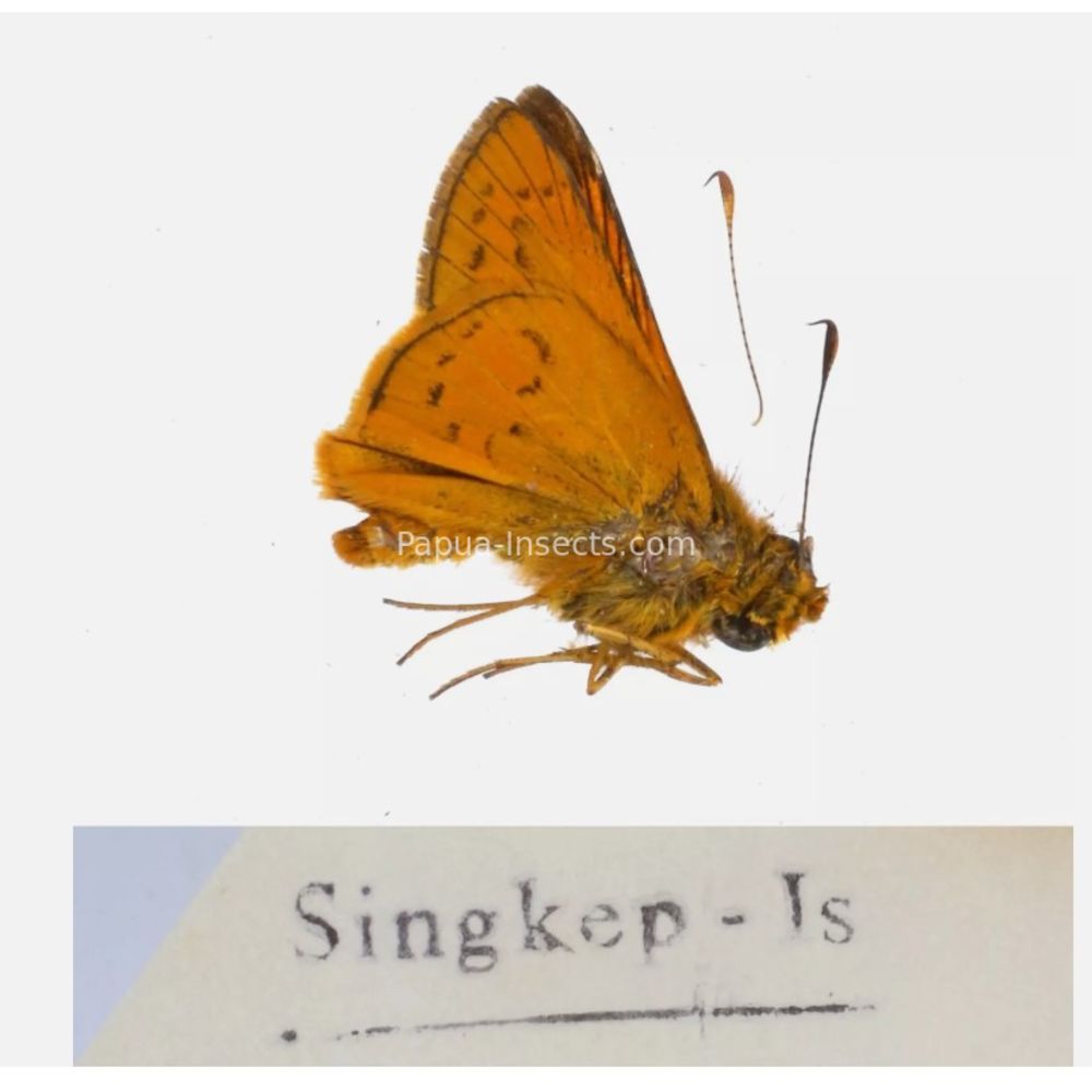 Hesperiidae - Hesperiinae sp. from different islads of Indonesia