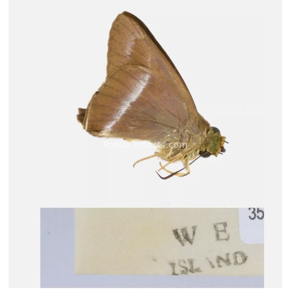 Hesperiidae - Hesperiinae sp. from different islads of Indonesia