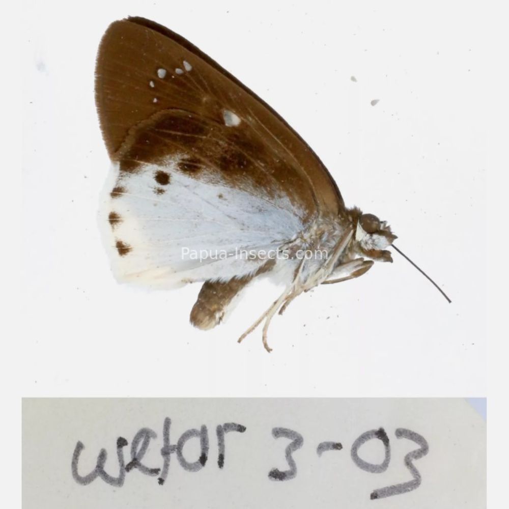 Hesperiidae - Hesperiinae sp. from different islads of Indonesia