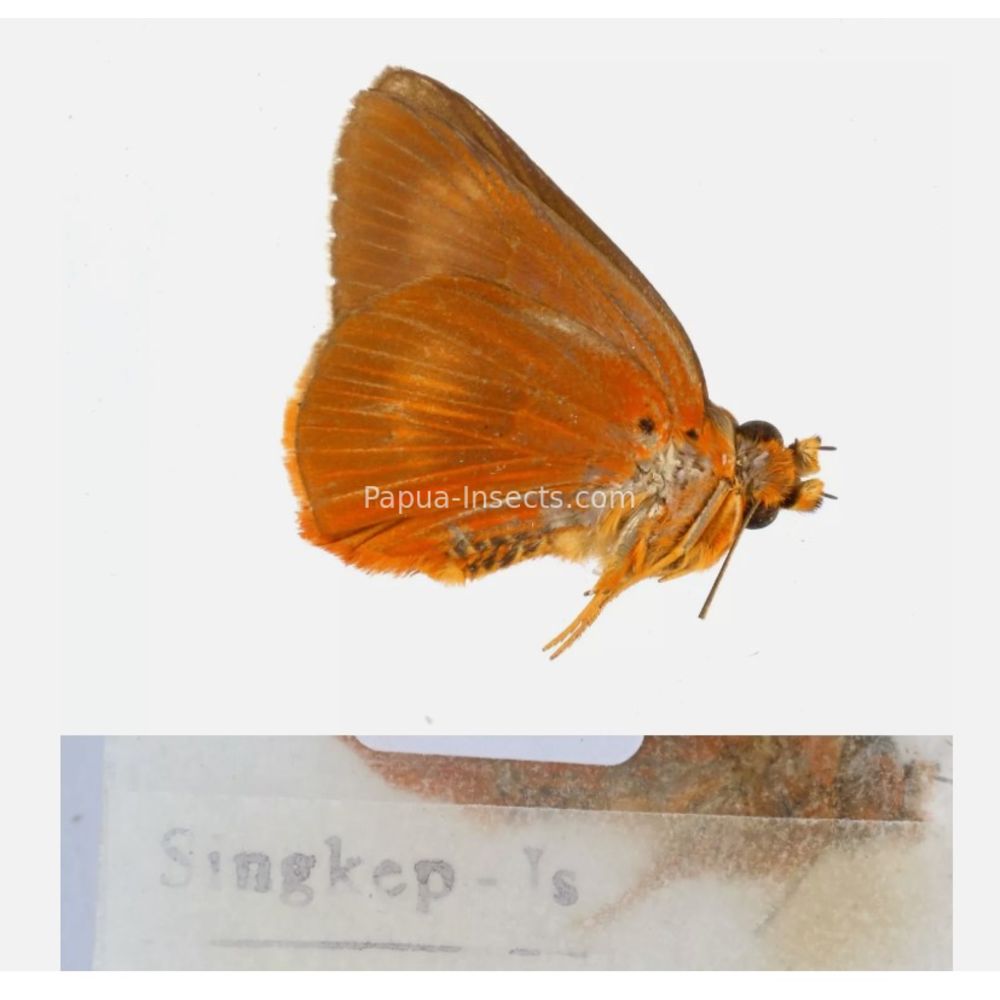 Hesperiidae - Hesperiinae sp. from different islads of Indonesia