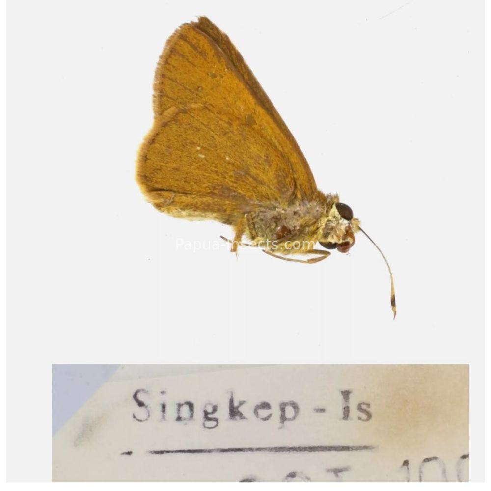 Hesperiidae - Hesperiinae sp. from different islads of Indonesia