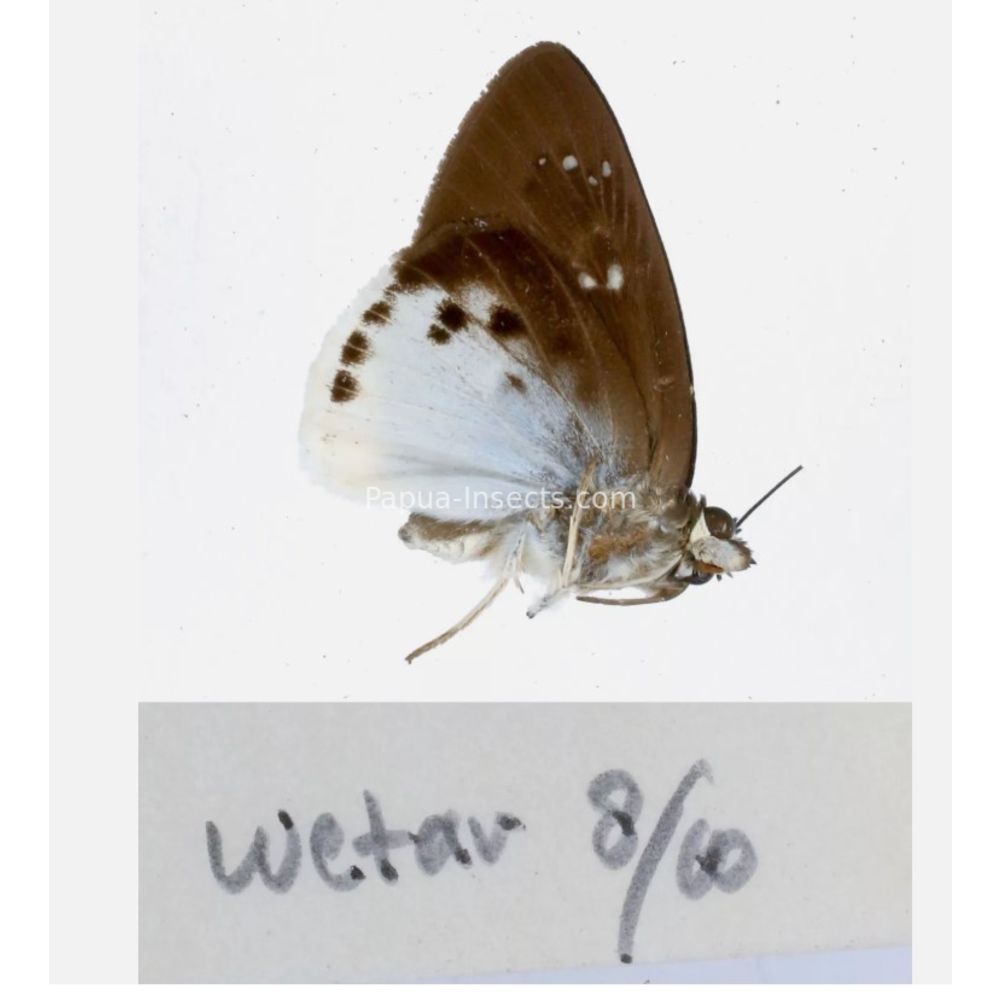 Hesperiidae - Hesperiinae sp. from different islads of Indonesia