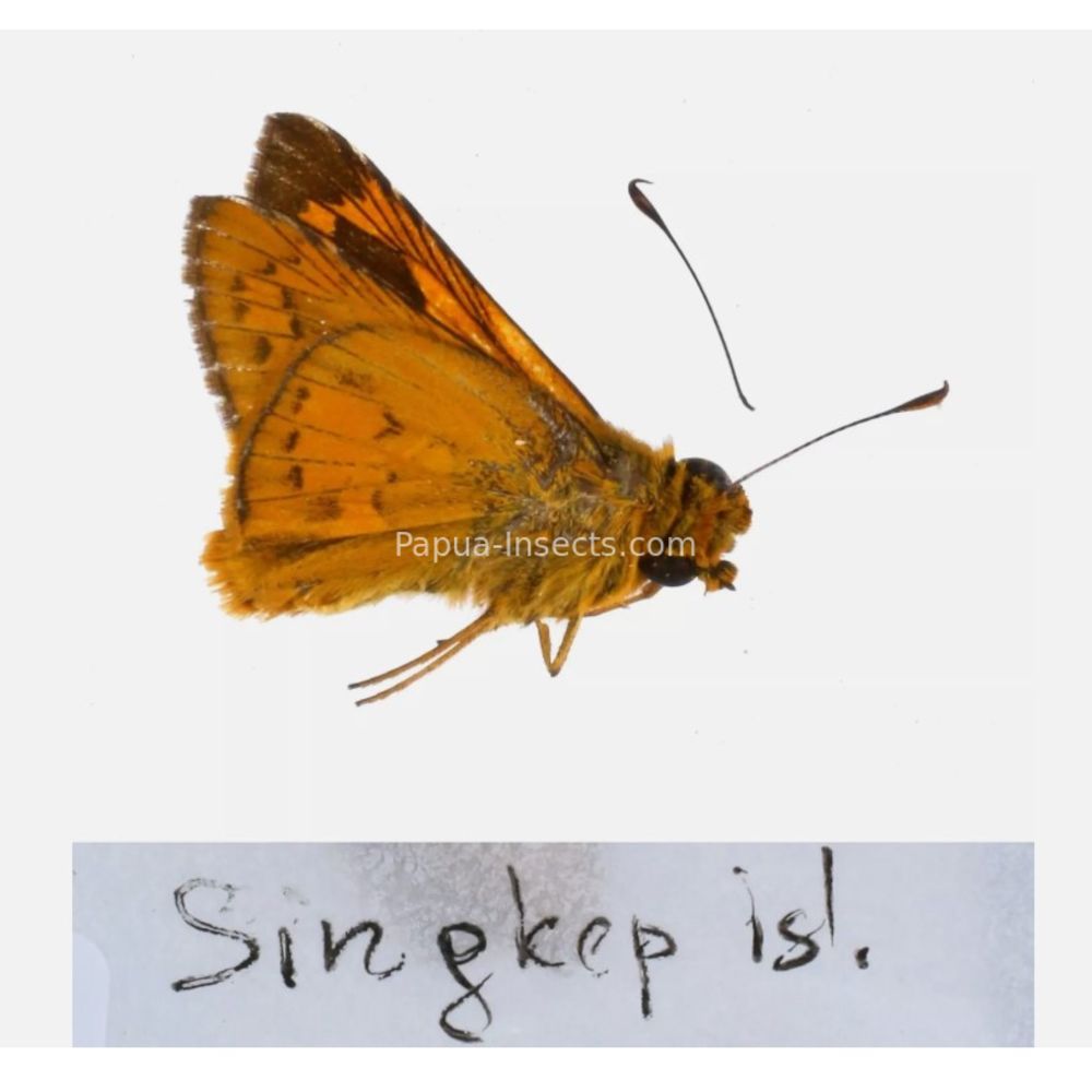 Hesperiidae - Hesperiinae sp. from different islads of Indonesia