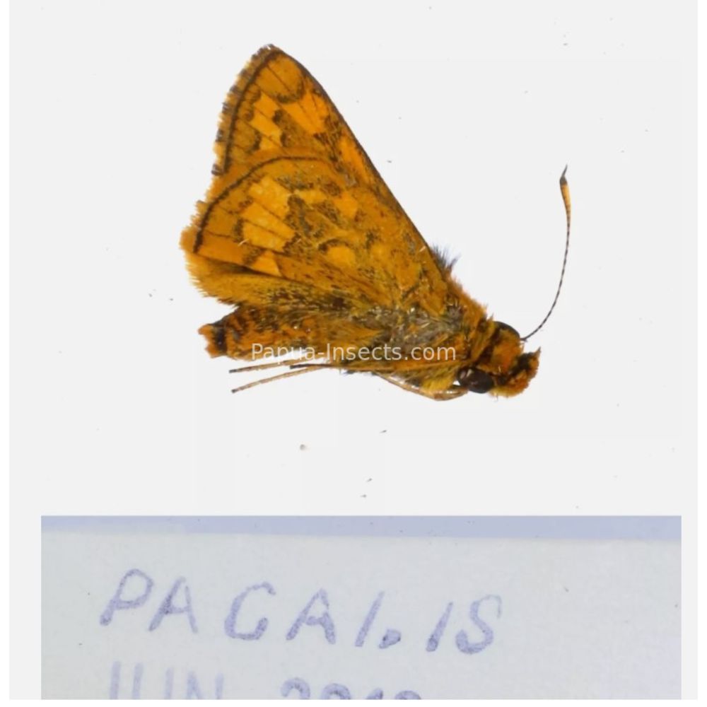 Hesperiidae - Hesperiinae sp. from different islads of Indonesia