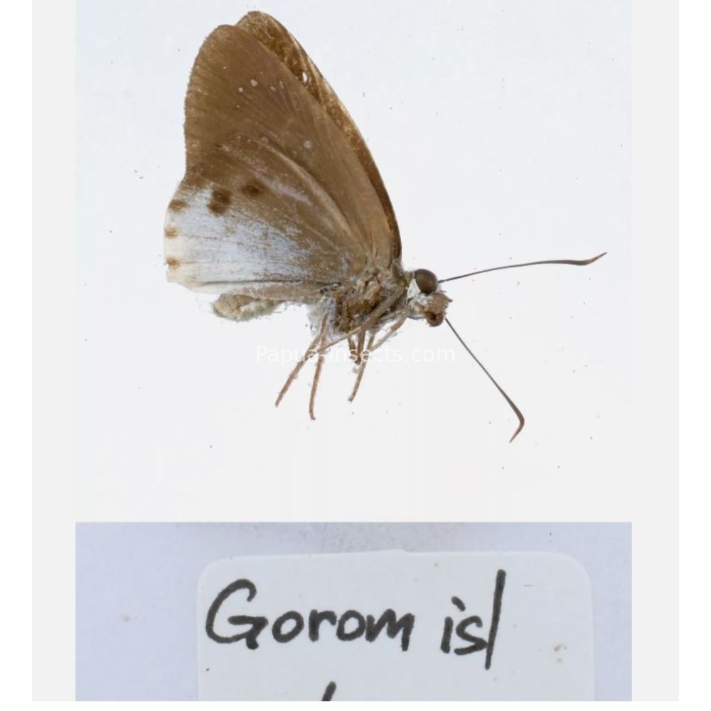 Hesperiidae - Hesperiinae sp. from different islads of Indonesia