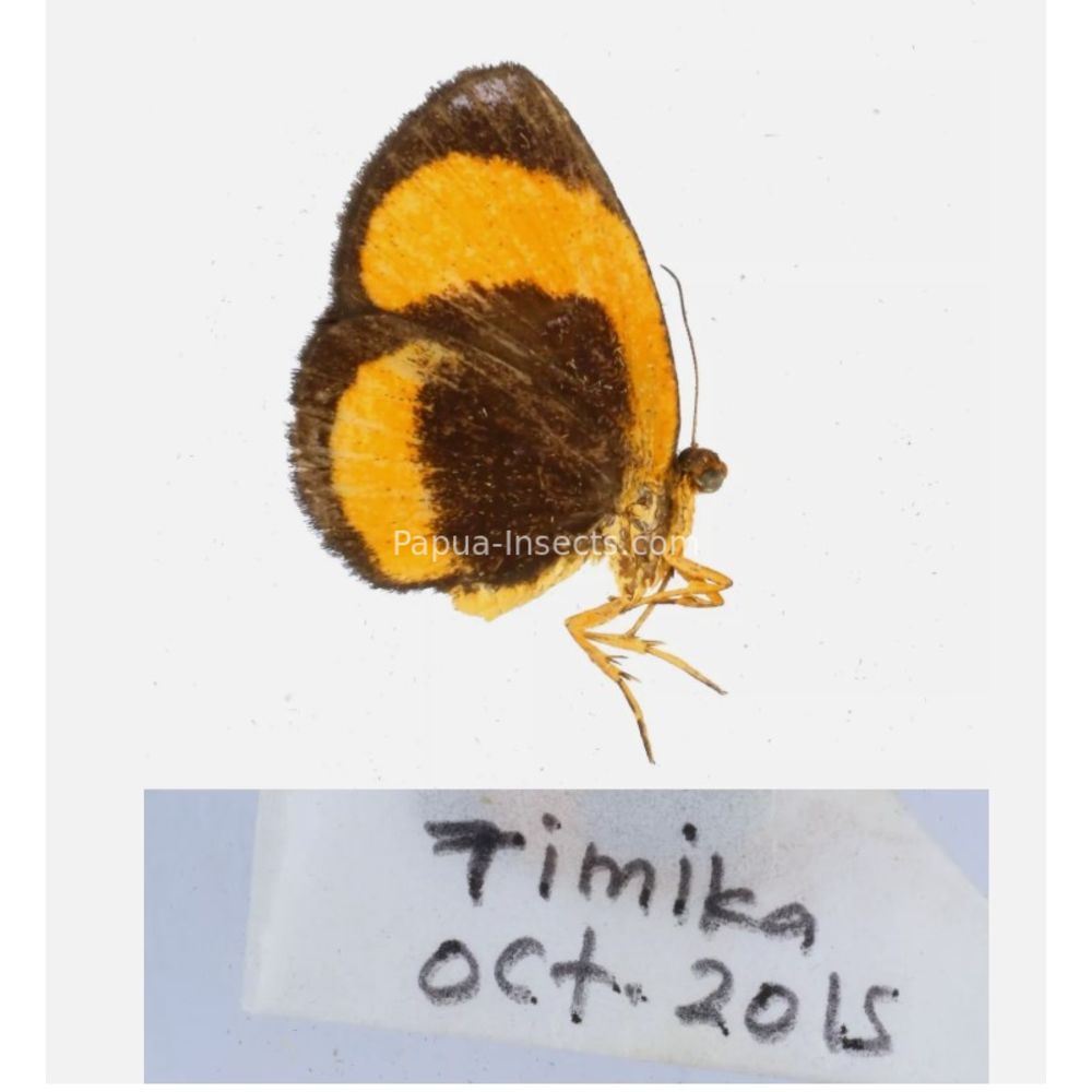 Callidula sp. Callidulidae - Day Moth from different islads of Indonesia