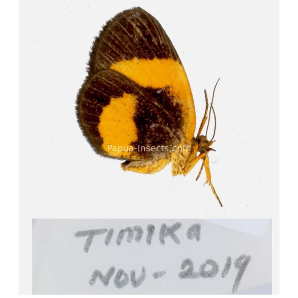 Callidula sp. Callidulidae - Day Moth from different islads of Indonesia