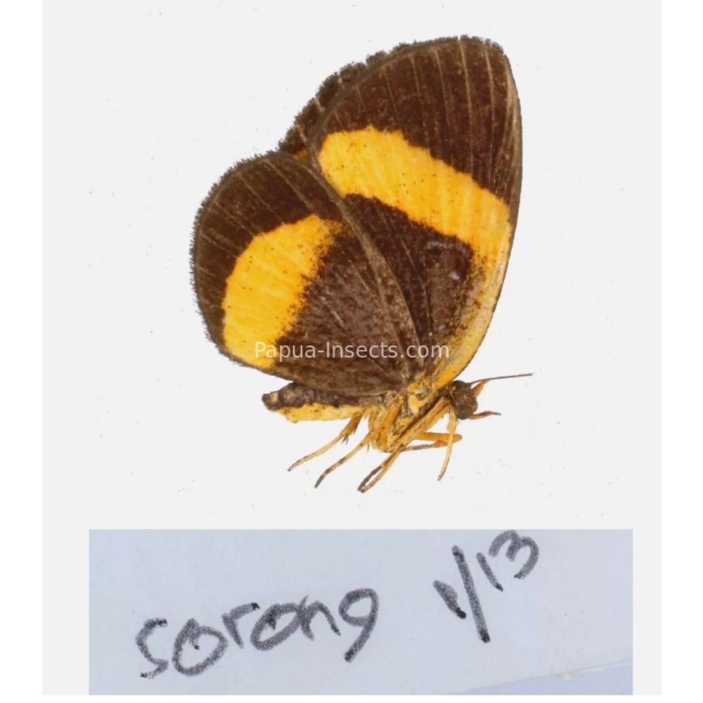 Callidula sp. Callidulidae - Day Moth from different islads of Indonesia