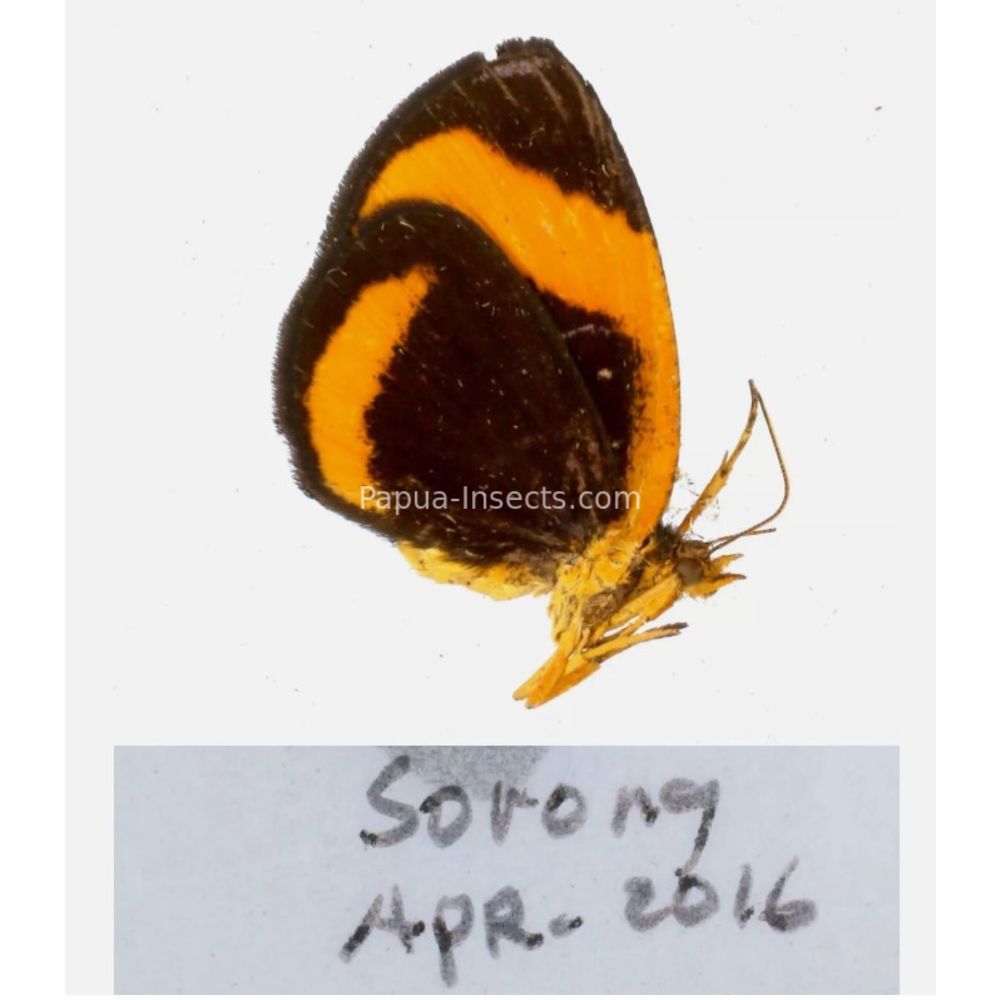 Callidula sp. Callidulidae - Day Moth from different islads of Indonesia