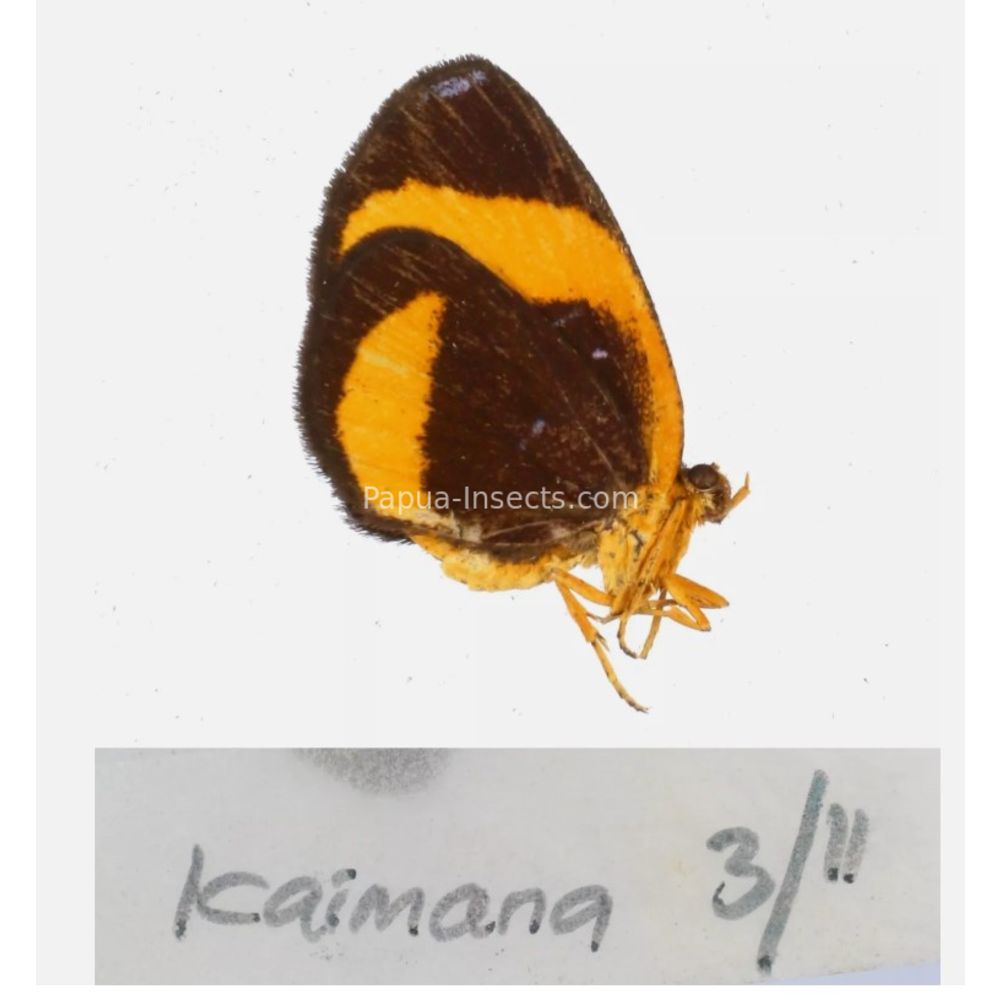 Callidula sp. Callidulidae - Day Moth from different islads of Indonesia