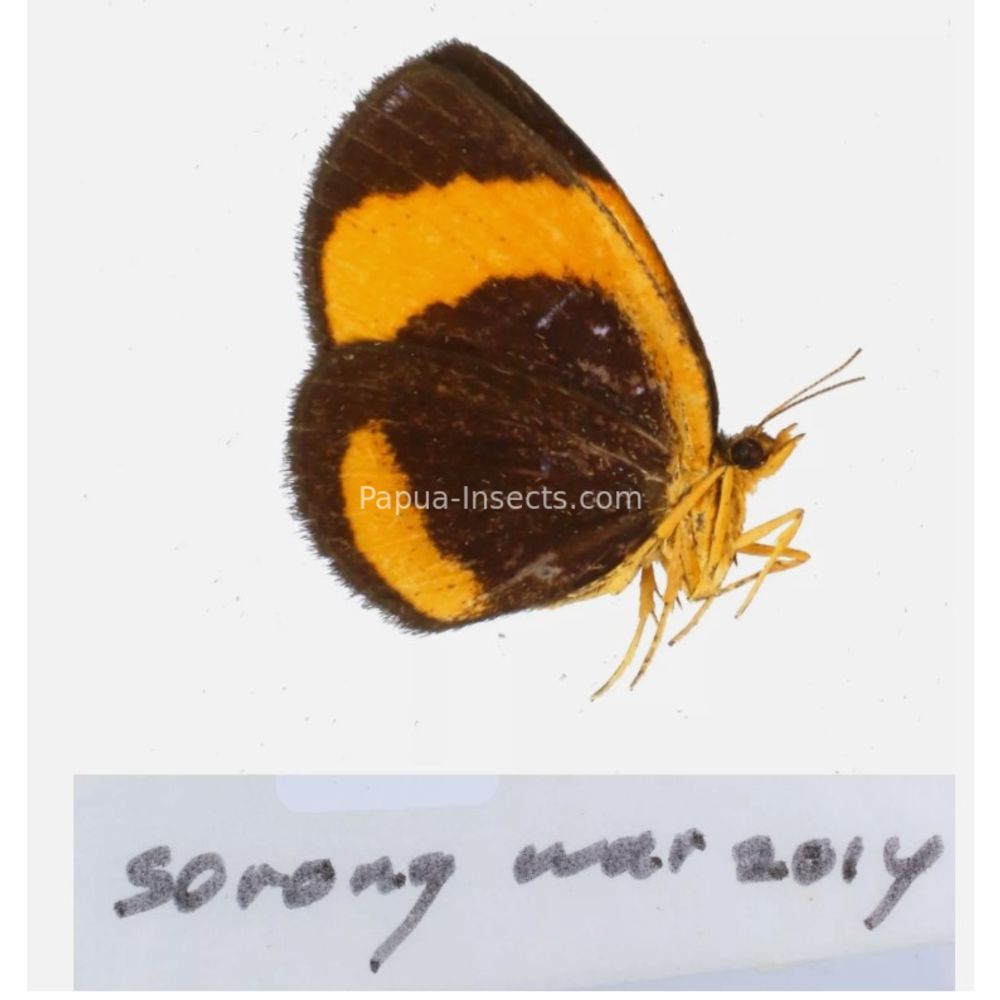 Callidula sp. Callidulidae - Day Moth from different islads of Indonesia